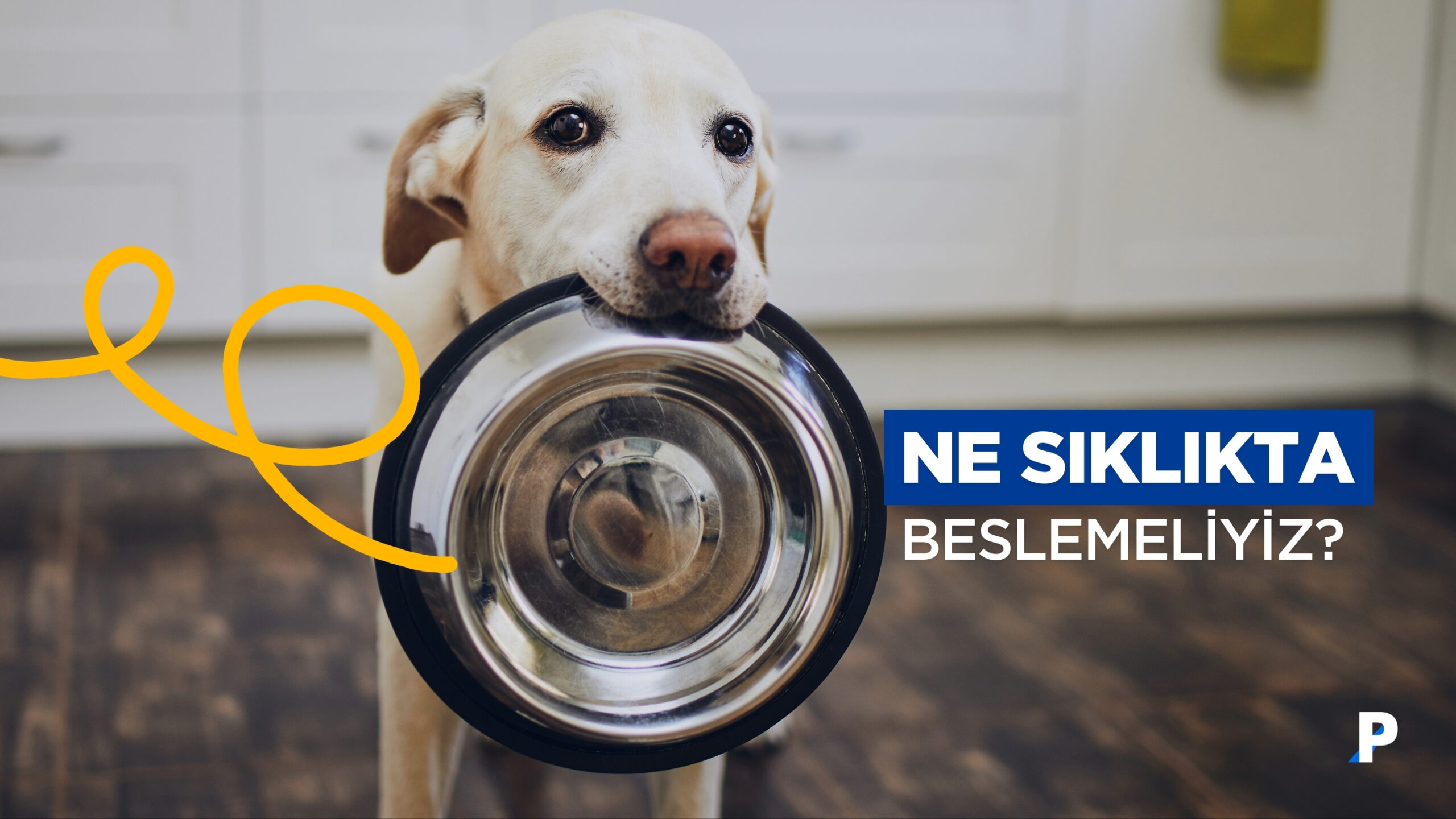 Evcil Hayvanınızı Ne Sıklıkta Beslemelisiniz?