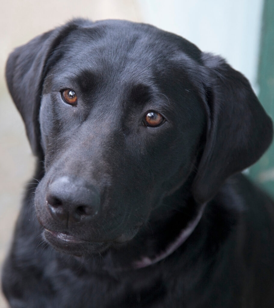 siyah bir köpek | siyah köpek sendromu