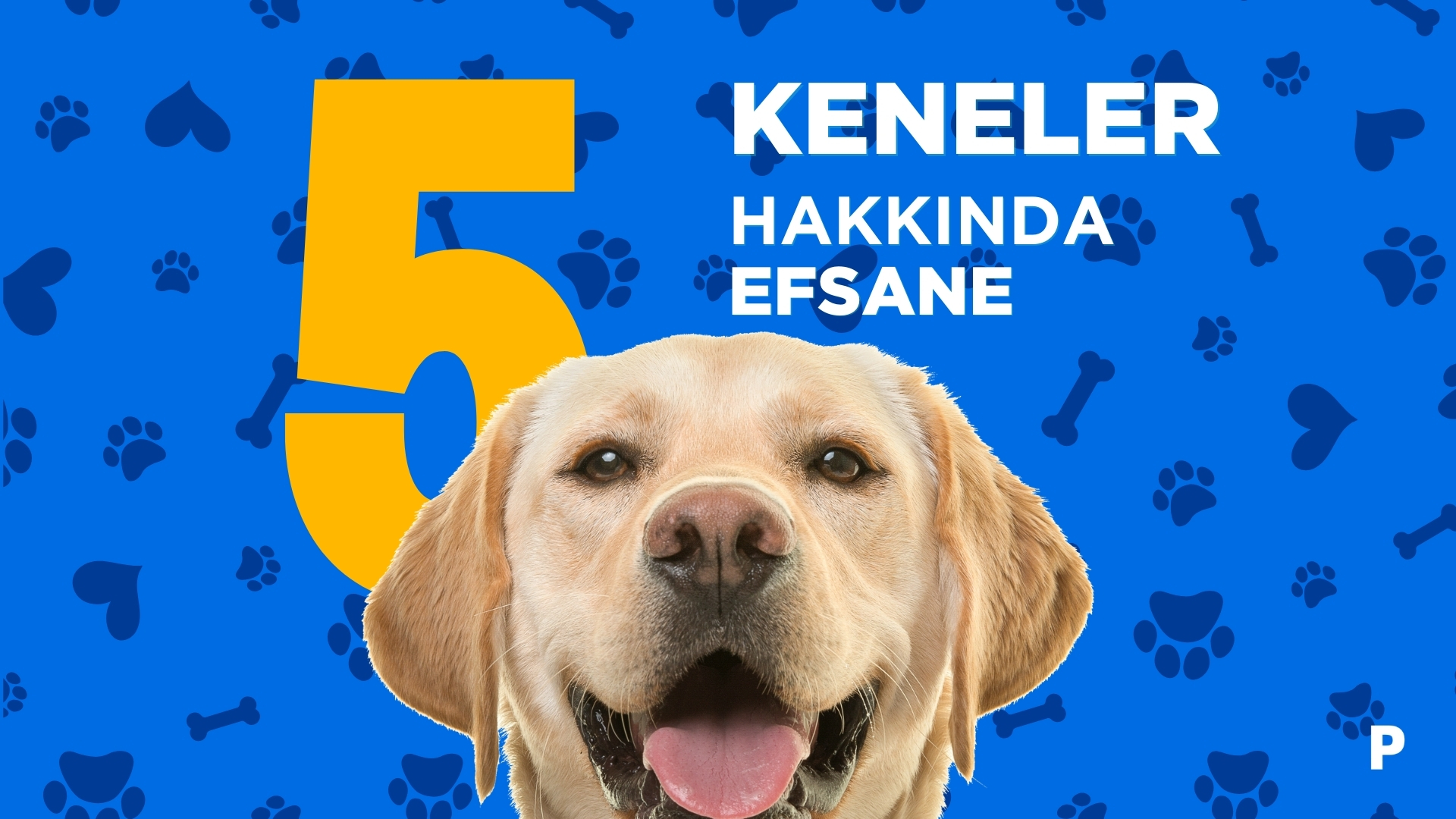 Keneler ve Köpekler | Doğru Bilinen 7 Yanlış