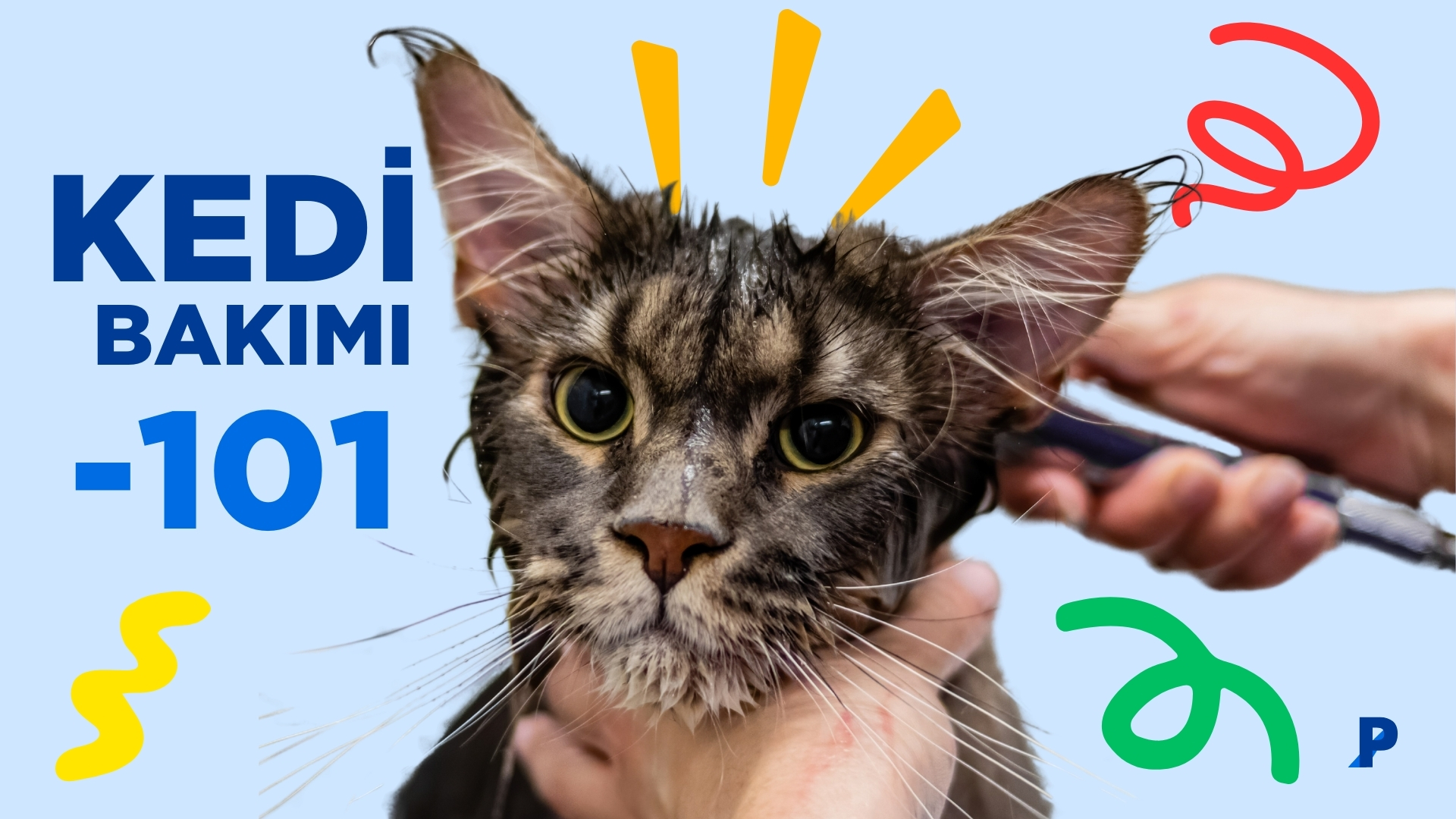 Kedi Bakımı – 101 | Yeni Sahipler İçin Temel Rehber