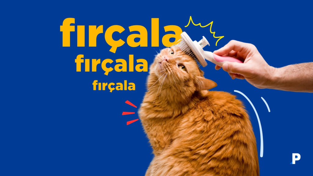 sahibi tarafından fırçalanan kedi - kedi bakımı