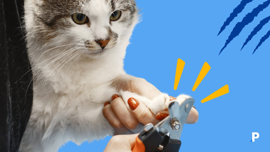 sahibi tarafından tırnakları kesilen kedi - kedi bakımı