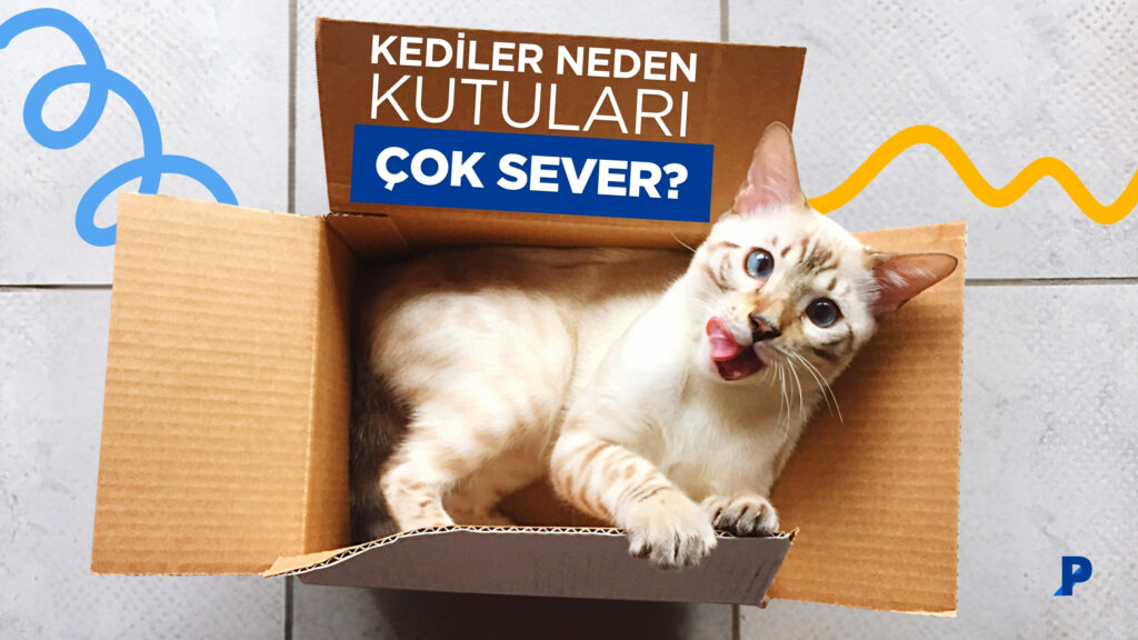 Kediler Neden Kutuları Sever? 3 Kediler Neden Kutuları Sever?