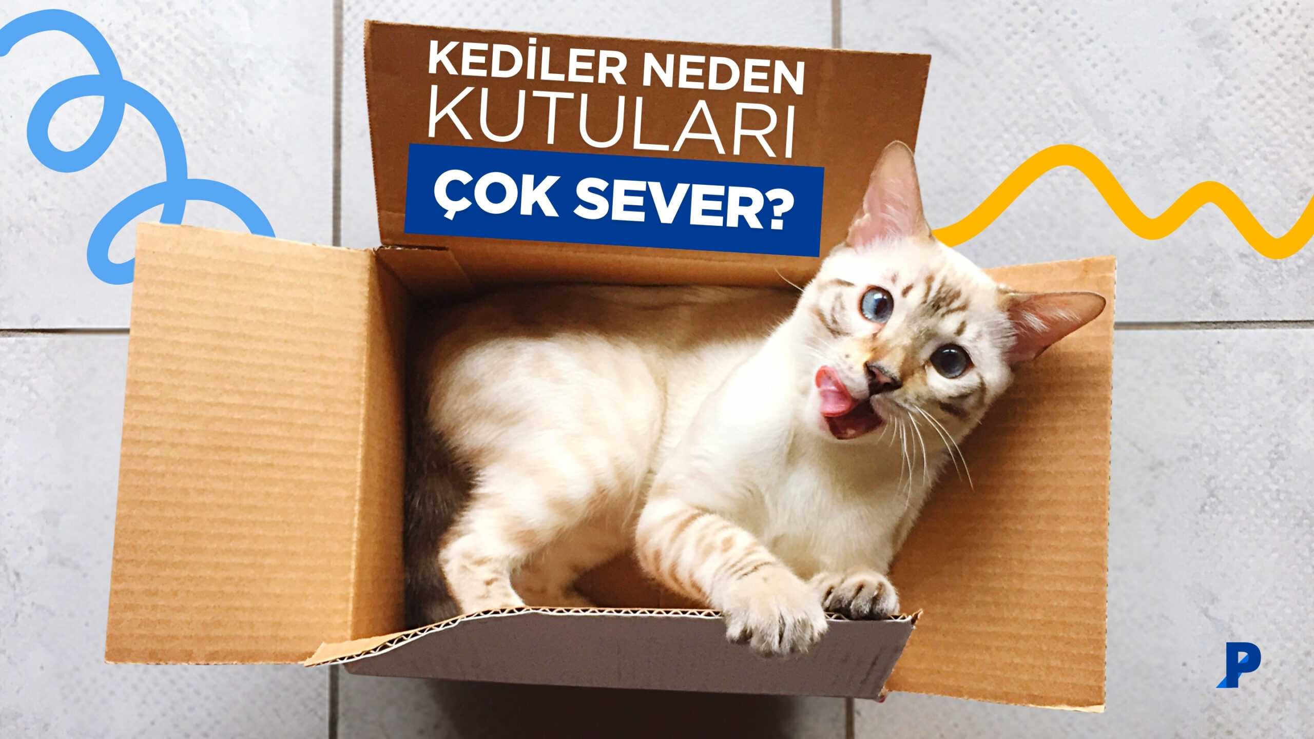 Kediler Neden Kutuları Sever?