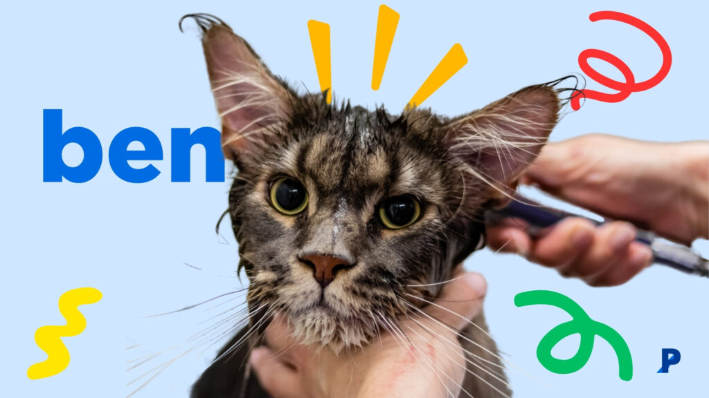 yıkanan kedi - kedi bakımı