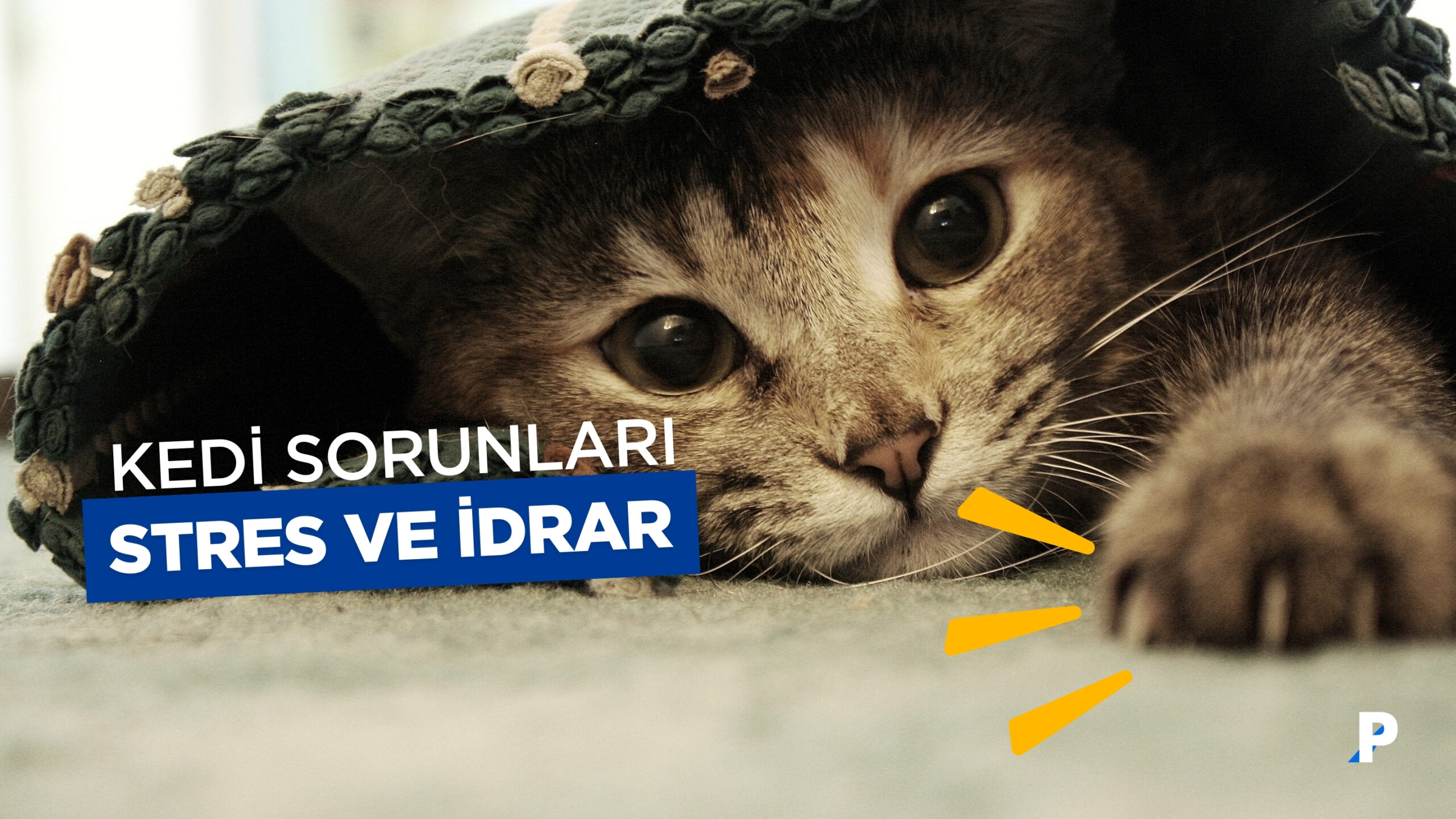 Kedilerde Stres ve İdrar Sorunları