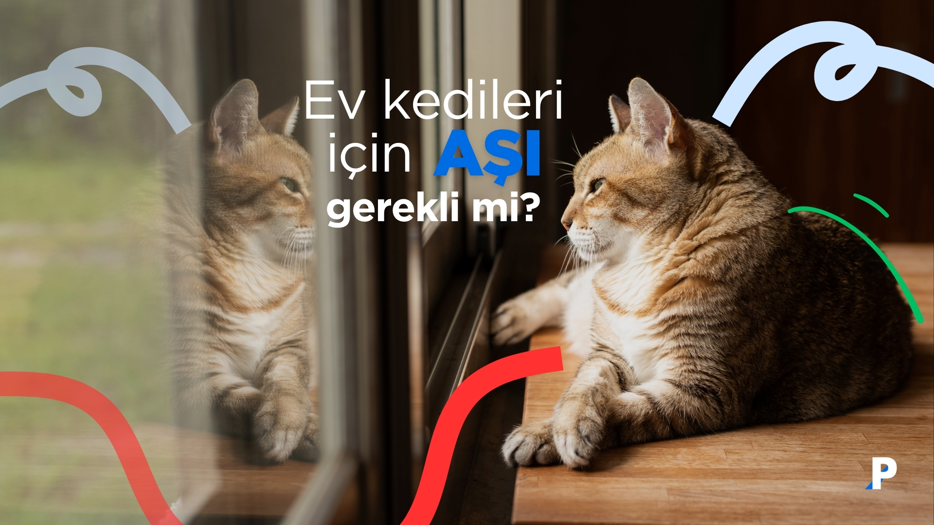 Ev Kedileri Aşı Olmalı mı? | Zorunlu ve Önerilen Aşılar