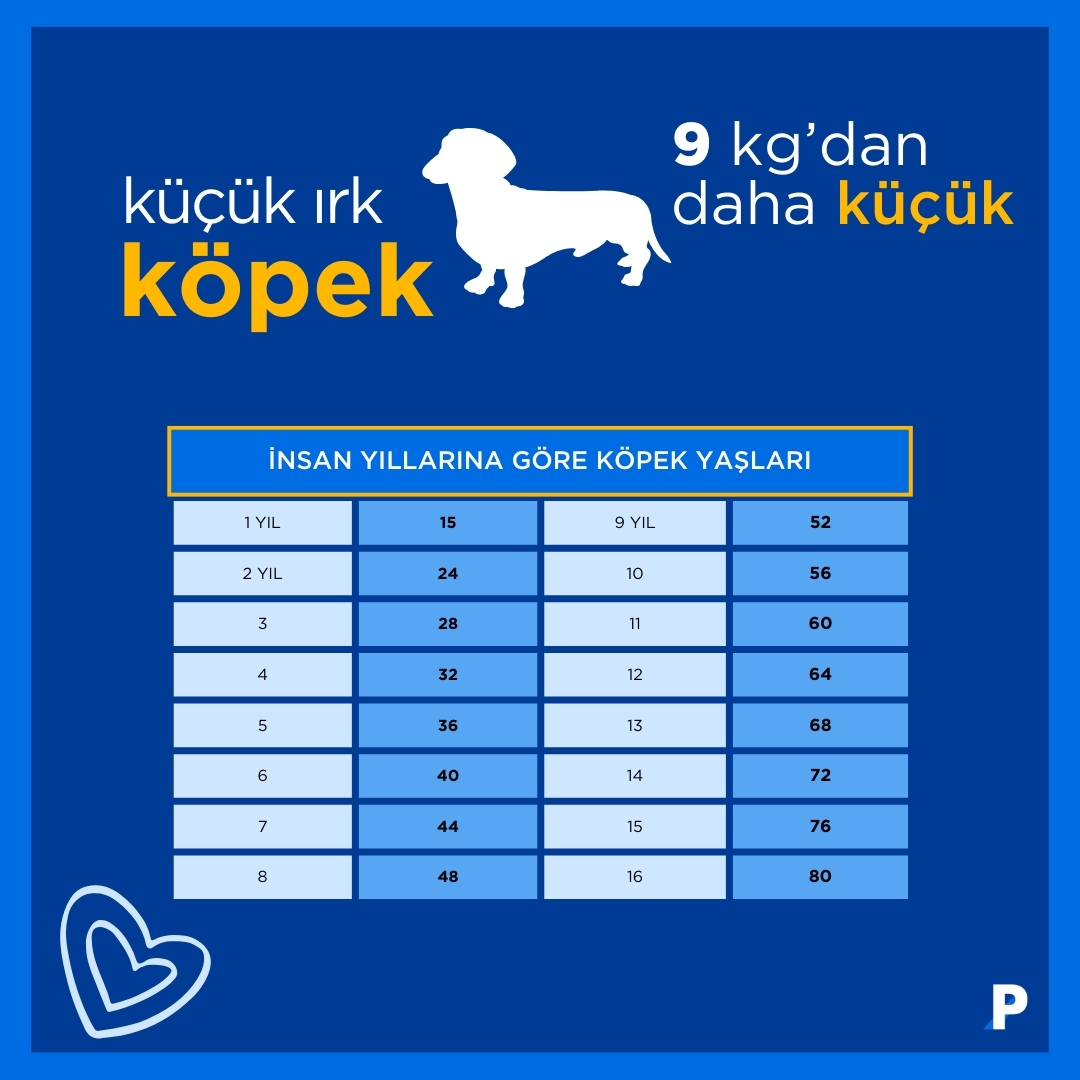 küçük-ırk-köpek-yaş-tablosu köpek yaşı- 9kg ve altı köpekler
