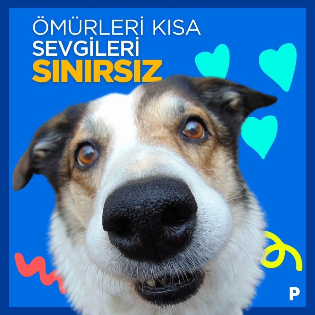 sokak köpeği 11092024142101