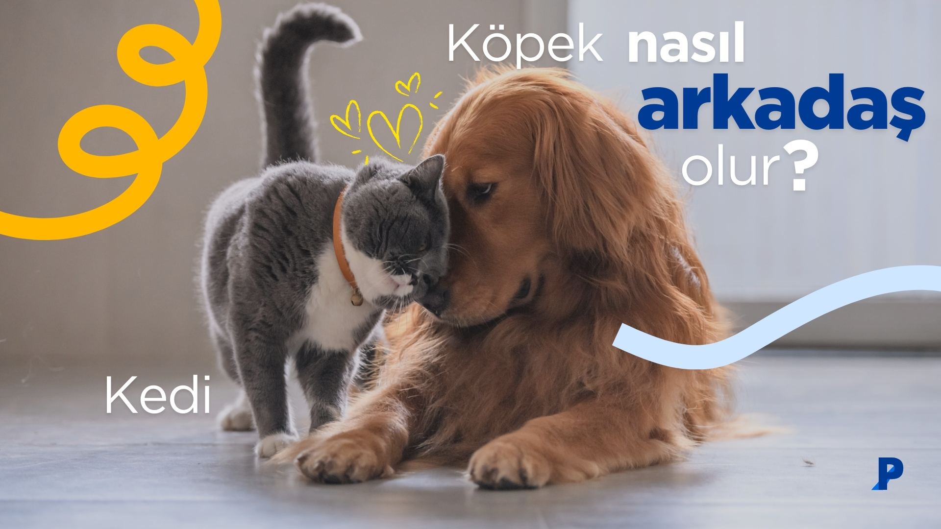 Kedi ve Köpek Nasıl Arkadaş Olur? | Uyum ve Eğitim İpuçları