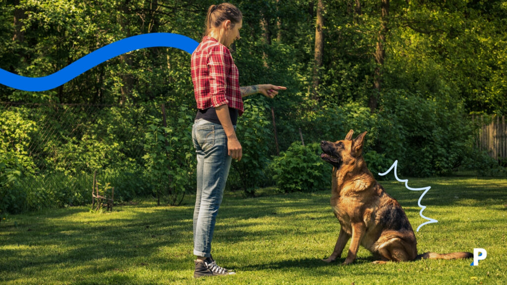 eğitim alan bir köpek | kedi ve köpek arkadaşlığı