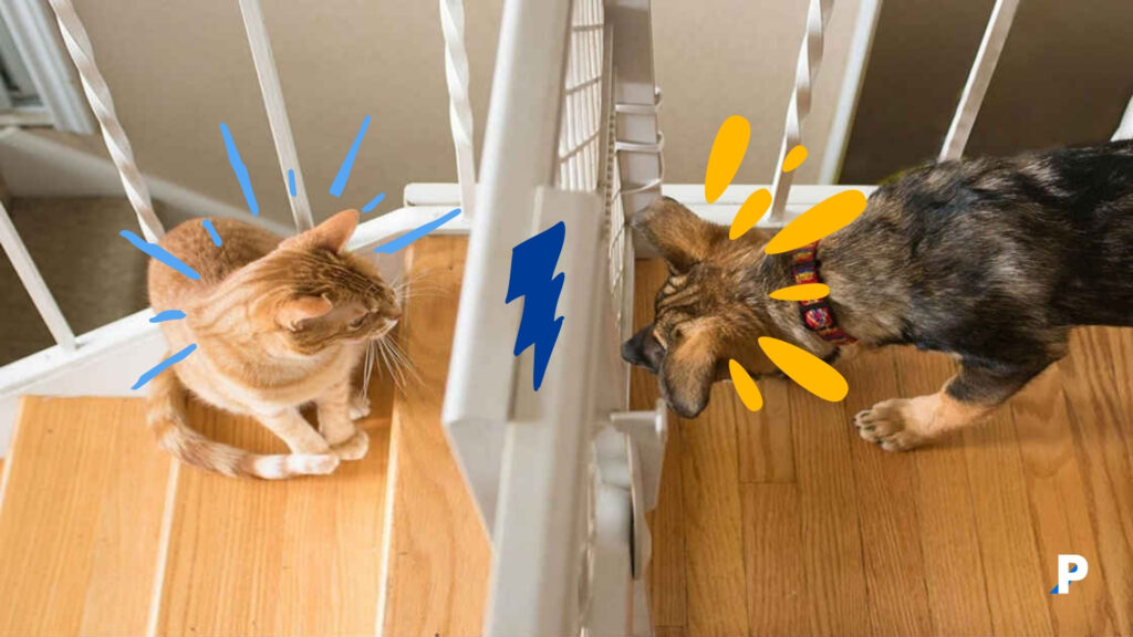 kedi ve köpek anlaşmaya çalışıyor