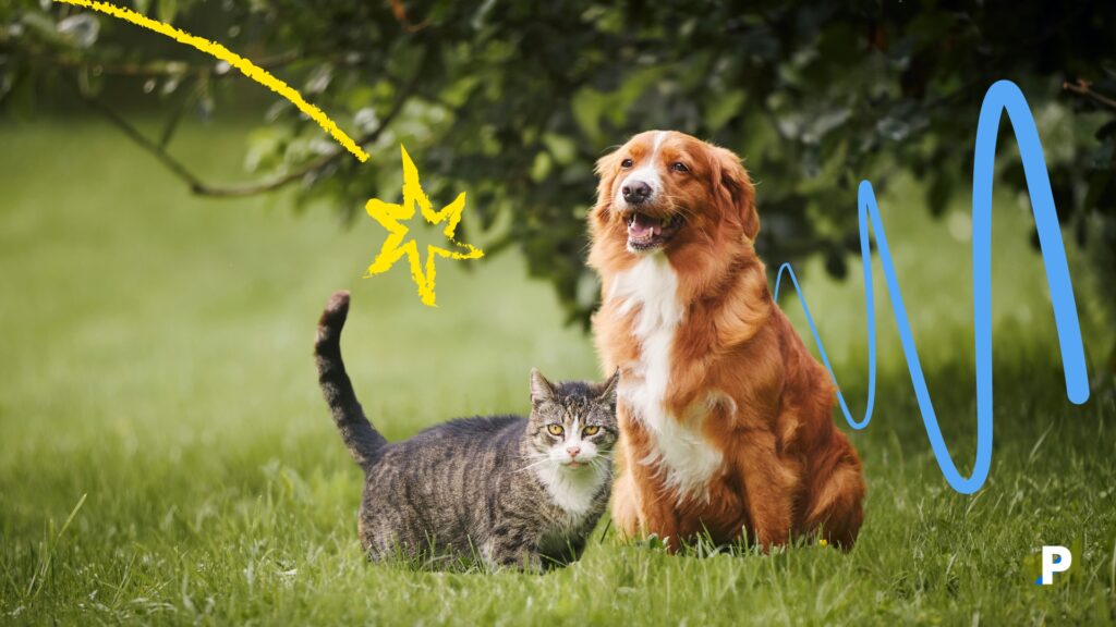 arkadaş olan kedi ve köpek