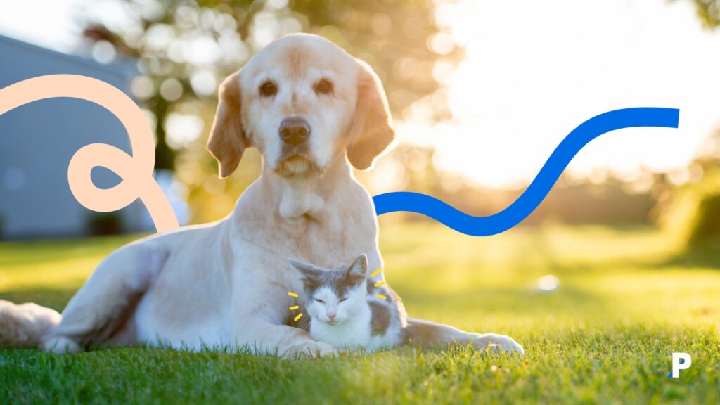 arkadaş olan yaşlı köpek ve genç kedi
