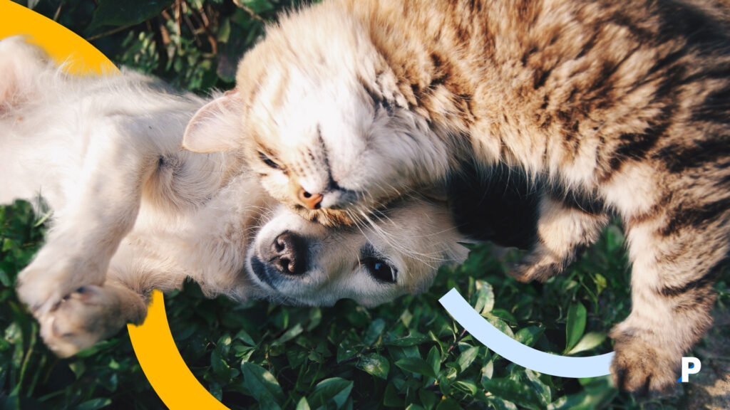 yavru köpek ve yetişkin kedi