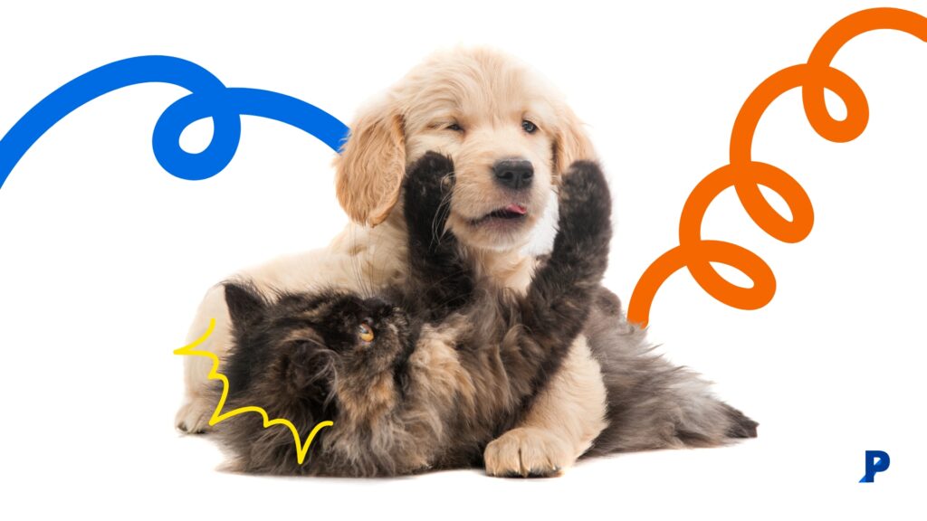 yavru kedi ve yavru köpek