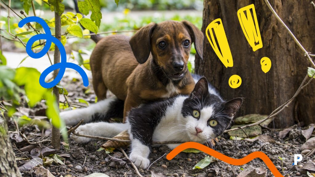 yavru köpek ve yetişkin kedi