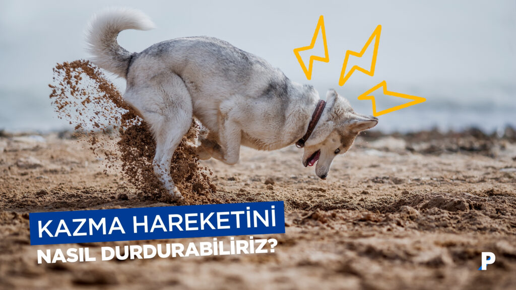 Köpeklerde Kazma Davranışı | Nedenleri ve Çözüm Yolları 5 Köpeklerde Kazma Davranışı | Nedenleri ve Çözüm Yolları