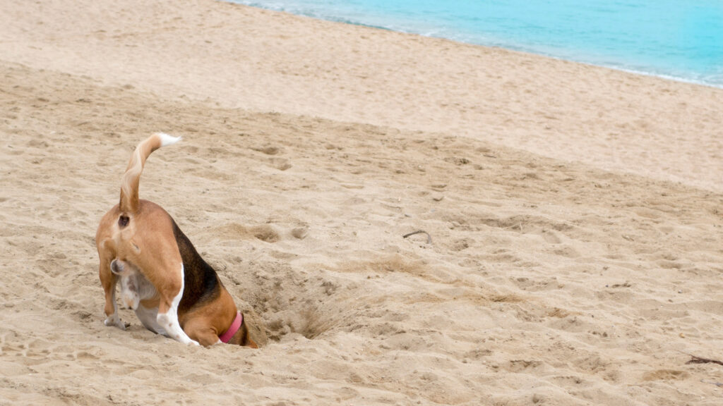 köpeklerde kazma davranışı avlanırken ortaya çıkabilir