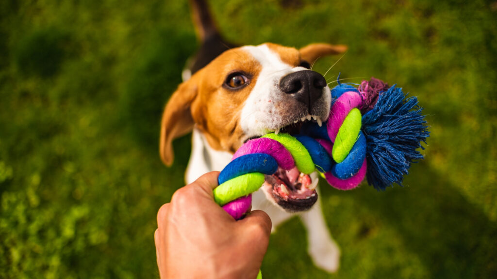 kazma davranışı oyuncağı saklarken ortaya çıkabilir