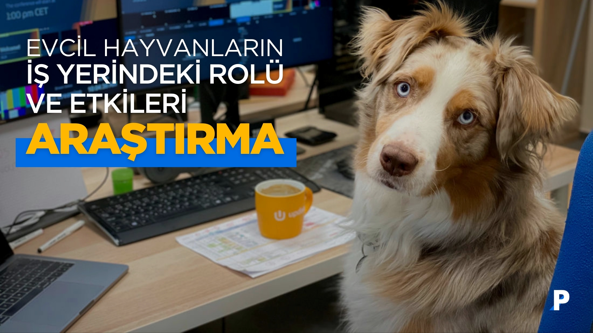 Evcil Hayvanların İş Yerindeki Rolü ve Etkileri: İş Yeri Kültüründe Yenilikçi Bir Yaklaşım