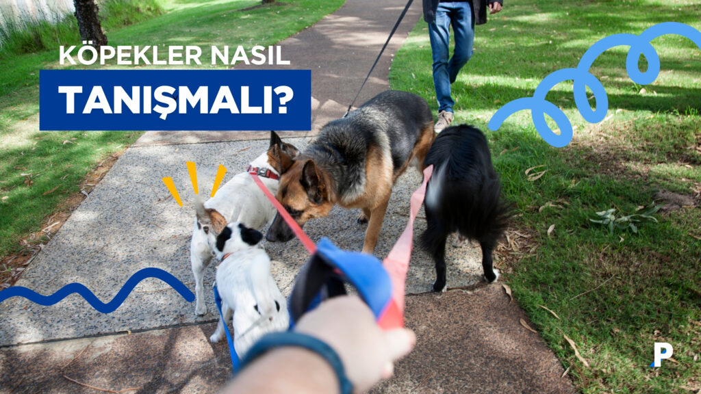 Yeni Bir Köpeği Diğer Köpeklerle Tanıştırırken 5 Adım 5 Yeni Bir Köpeği Diğer Köpeklerle Tanıştırırken 5 Adım