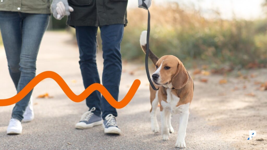 köpeklerde tasma ile yürüme eğitimi