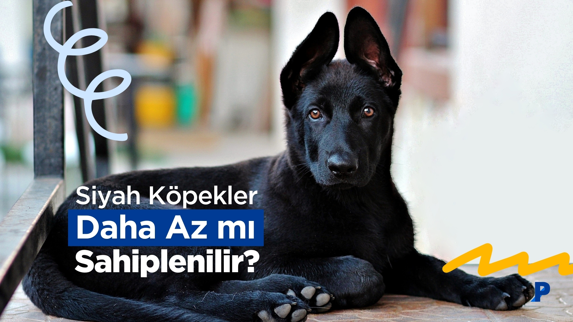 Siyah Köpekler Daha Az mı Sahiplenilir? Siyah Köpek Sendromu Hakkındaki Gerçekler