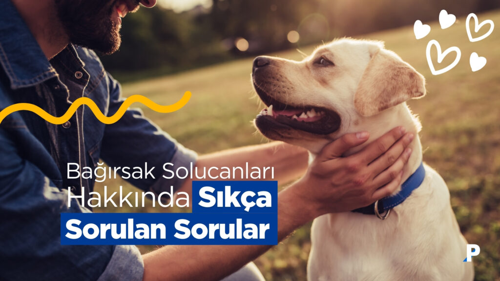 Köpeklerde Bağırsak Solucanları ile İlgili Sıkça Sorulan Sorular 3 Köpeklerde Bağırsak Solucanları ile İlgili Sıkça Sorulan Sorular