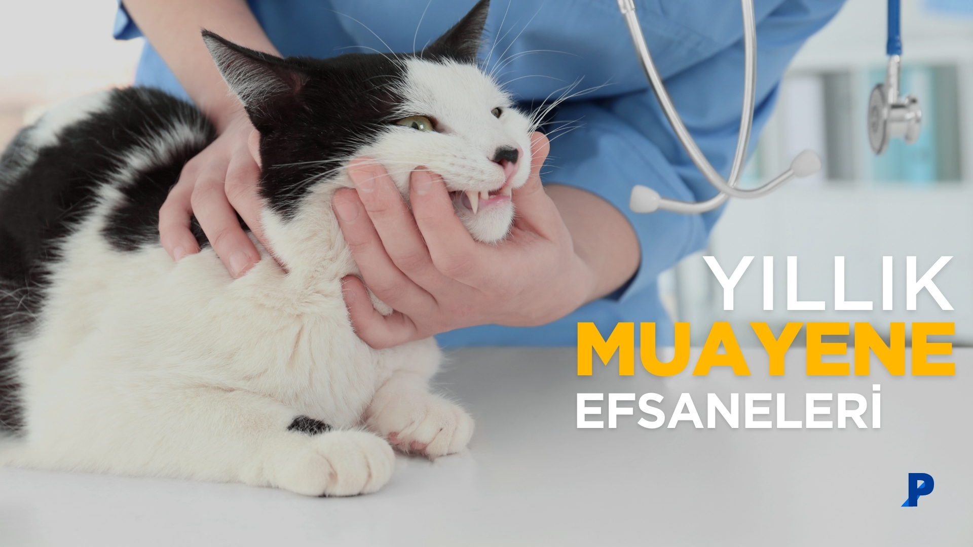 Evcil Hayvan Efsaneleri: Evcil Hayvanlar Yıllık Muayenelerini Atlayabilir mi?