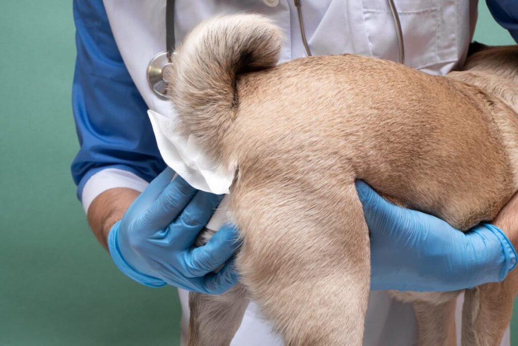 anal bezleri boşaltılan bir köpek - köpek kızaklaması