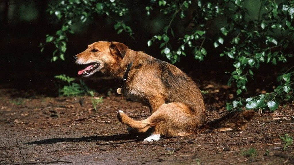 kızaklama yapan bir köpek - köpek kızaklaması