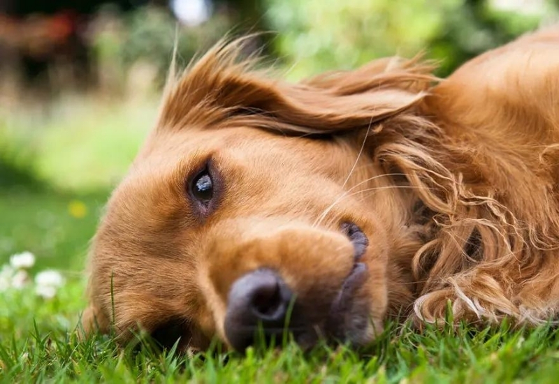çimlere-uzanan-köpek çimlerde yatan köpek - köpeklerde bağırsak solucanları