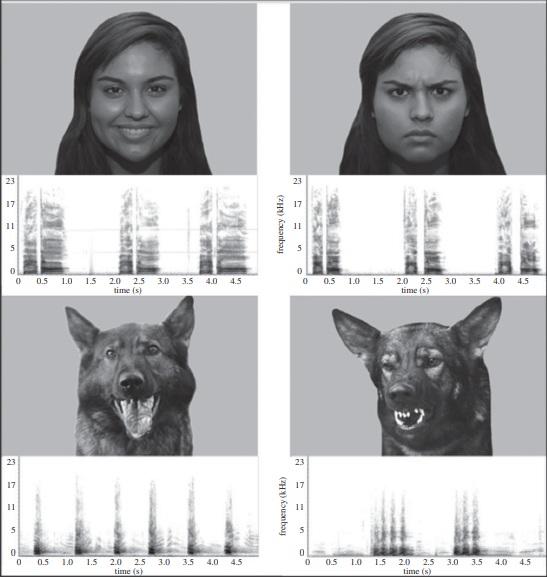 insan ve köpek iletişimi