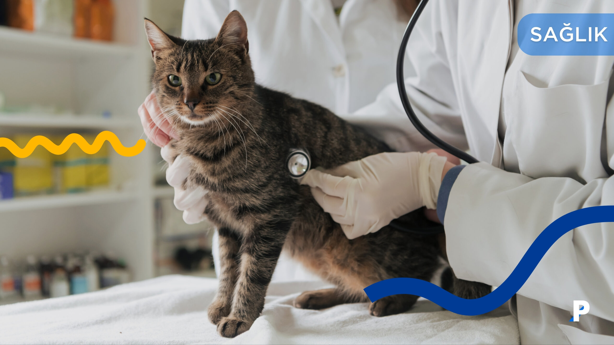 Evcil Hayvan Yıllık Kontrolü | Neler Yapılır, Neden Önemli?