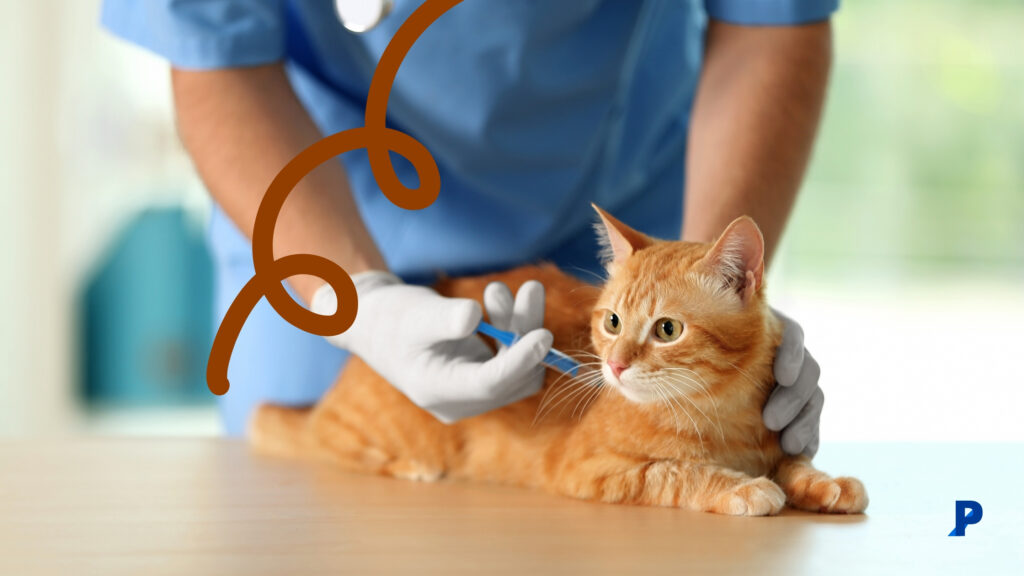 aşı olan ev kedisi aşı olan kedi - ev kedileri