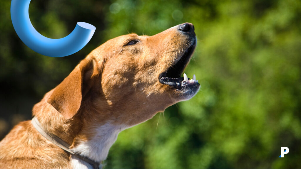 köpeklerde havlama nedenleri başında stres yer alır