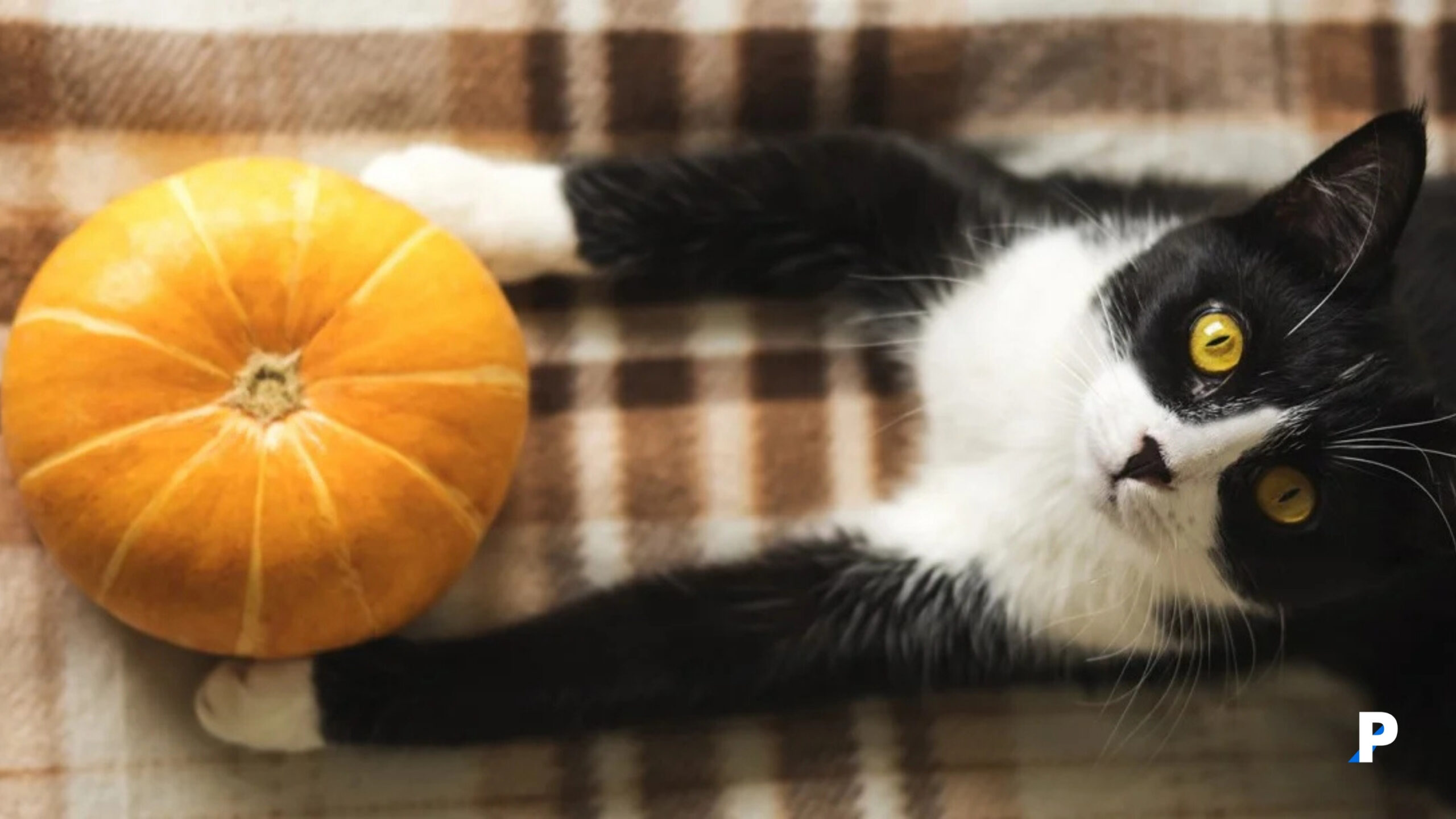 Cadılar Bayramı (Hallowen) Ne Zaman? Evcil Hayvanlar için Cadılar Bayramı (Hallowen) Güvenlik İpuçları