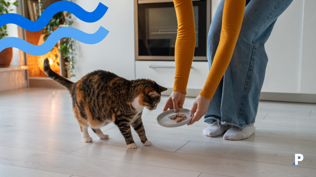 evcil hayvan beslenme sıklığı yemek bekleyen kedi evcil hayvan besleme sıklığı