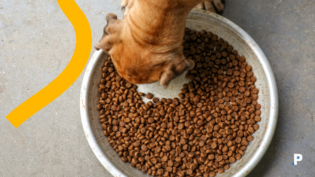 evcil hayvan beslenmesi nasıl olmalı kocaman mama kabından beslenen köpek beslenme sıklığı ne olmalı