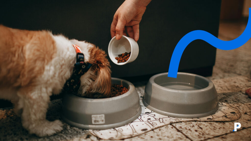 evcil hayvanınızı ne sıklıkta beslersiniz yemek yiyen köpek evcil hayvan besleme sıklığı ne olmalı