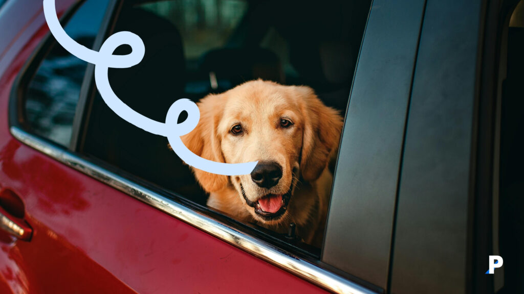 köpekler için araba güvenliği