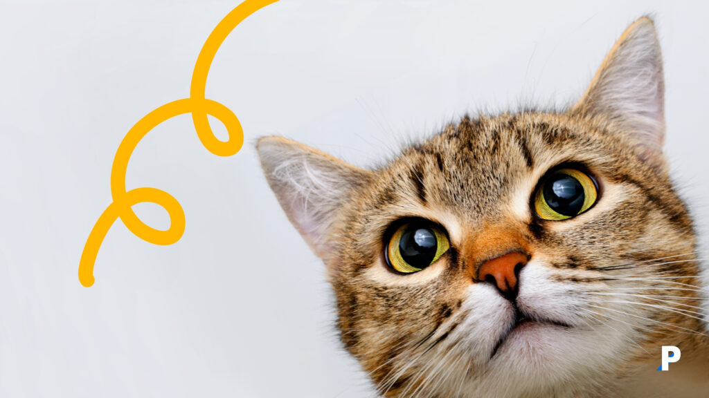 kedilerde idrar sorunları avlanan kedi | Kedilerde Stres ve İdrar Sorunları