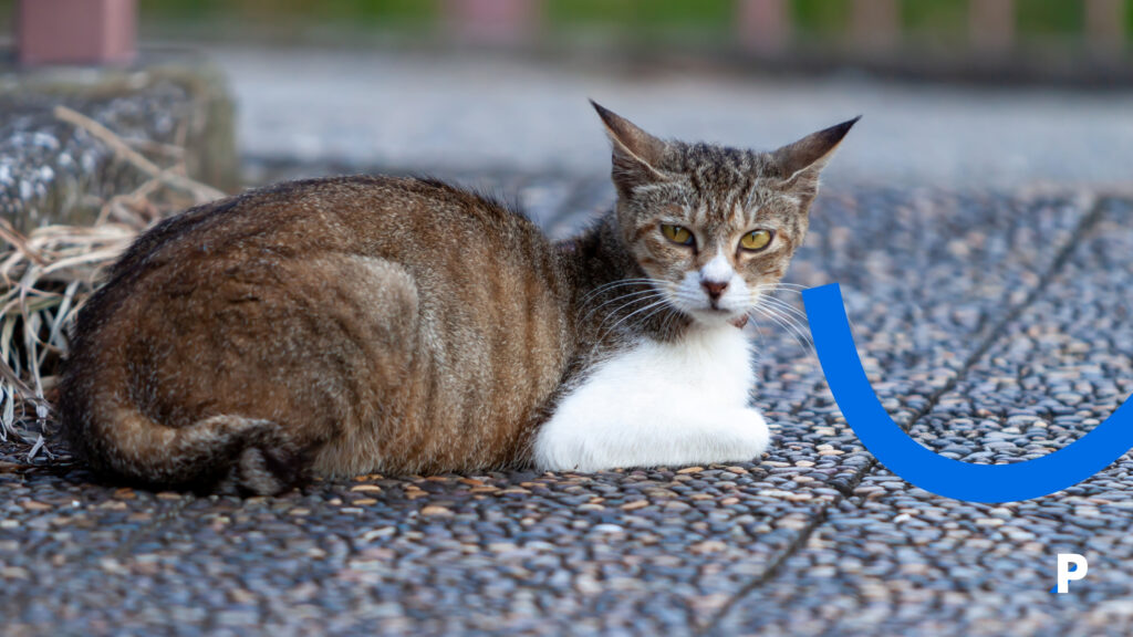 kedilerde stres belirtileri oturan kedi | Kedilerde Stres ve İdrar Sorunları
