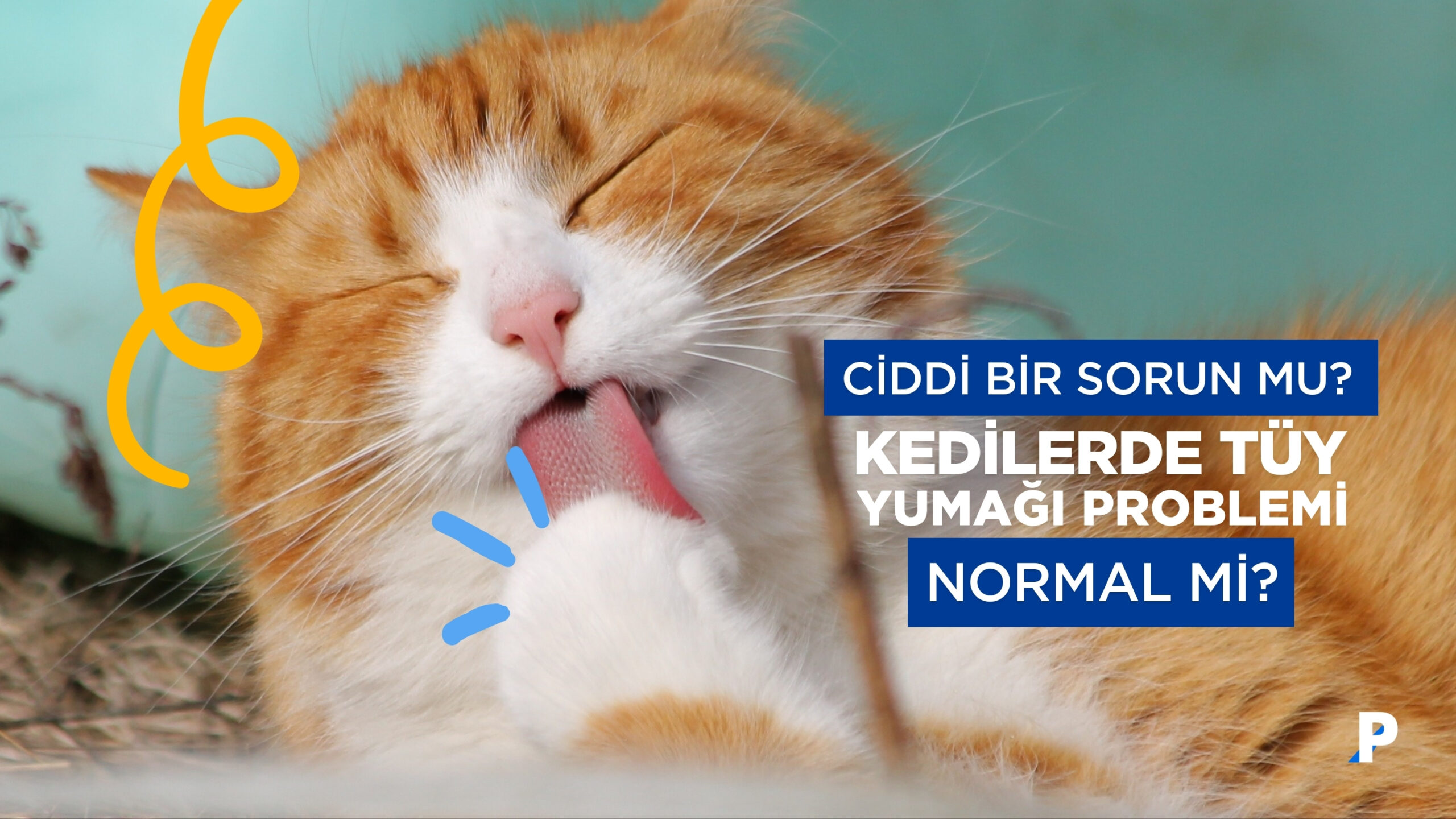 Kedilerde Tüy Yumakları Normal Bir Rahatsızlık mı Yoksa Ciddi Bir Sorun mu?