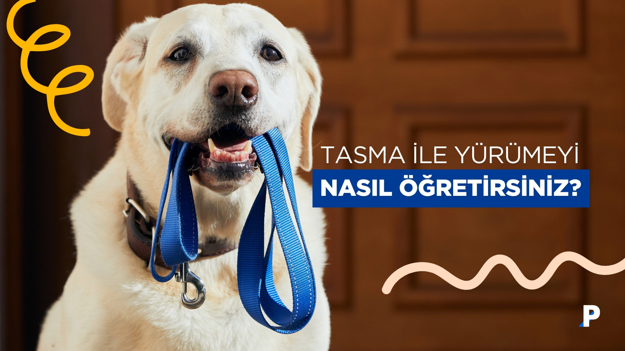 Köpeklere Tasma ile Yürüyüş Yapmayı Nasıl Öğretebiliriz? Hedef Mutlu Yürüyüşler