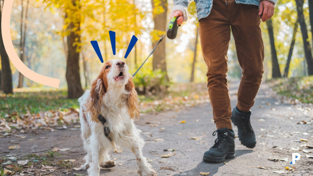 köpeklerde tasma eğitimi