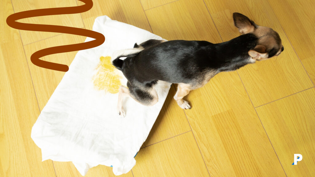 yavru köpek tuvalet eğitimi