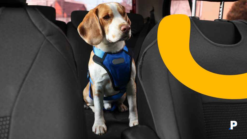 köpekler için araba güvenliği