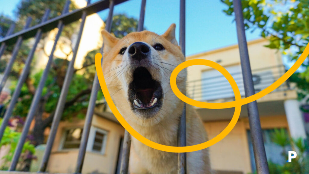 köpekler neden havlar? Endişeli olduğunda